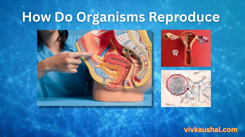 How do organisms reproduce